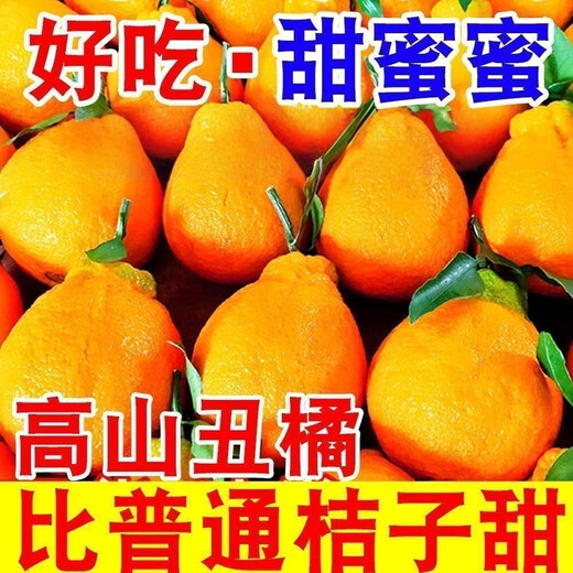 Echte Sichuan Shiranui Ugly Orange, frische Früchte der Saison, gepflückt, volle Box mit Box 10Jin Jin entspricht 0,5 kg