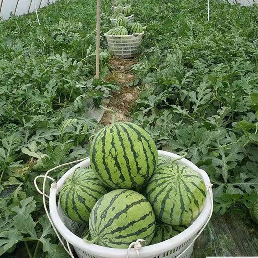 Jingxin No. 1 watermelon seeds, thin-skinned watermelon seeds, super sweet, early-maturing watermelon seeds, high-yielding farm garden watermelon seeds, Jingxin No. 1 seeds/pack, about 50 seeds, 5 packs