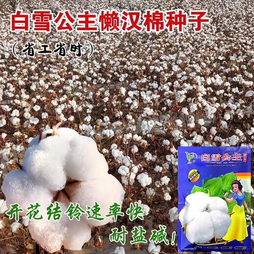 Qiuying lazy cotton cotton seeds field planting agricultural four-season high-yield spring seed seed insect-resistant cotton Snow White lazy cotton 350g original