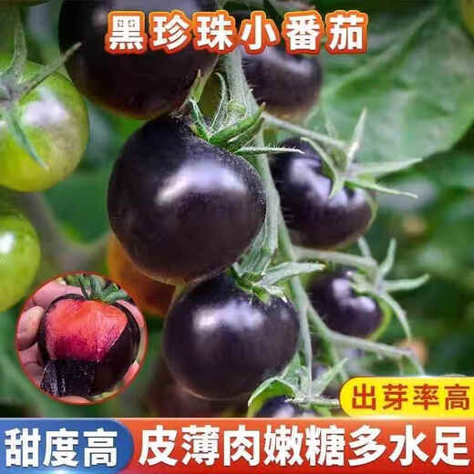 Sugar water black pearl black tomato seeds black persimmon small tomato seeds cherry tomatoes balcony potted fruit and vegetable seeds black gem tomato seeds 500 capsules/5 packs + fertilizer new seeds of the year