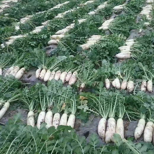 Hebei fresh white radish freshly dug sweet and crispy sand fruit radish carrot farm vegetable nutrition healthy nutrition fresh white radish 3.7-4 net weight