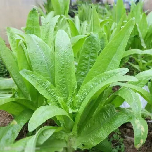 Seed collection 12 kinds of vegetable seeds, four-season vegetable seeds, balcony potted green plants, easy to grow in the courtyard in spring and autumn, coriander + spinach + lettuce + cabbage + green onions