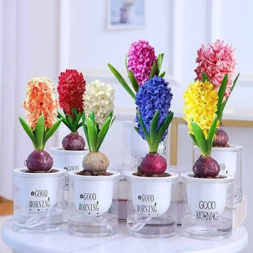 Imported hyacinth seed bulbs, large ball hydroponic office soil culture potted plants, winter cold-resistant flowering, easy to grow flowers for novices, blue pearls, circumference 16/17cm
