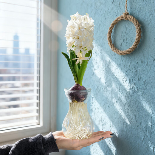 Waiting for the flowers to bloom, hyacinth hydroponic bulbs with bottle in random colors, 1 piece