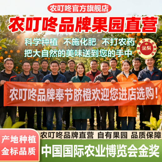 Nongdingdong Brand Orchard Ventes directes Chongqing Fengjie Navel Orange Newhall Coffret cadeau de fruits Magasin phare officiel de haute qualité Gros fruits à manger soi-même Diamètre de fruits 75-85 10 Jin Jin équivaut à 0,5 kg Coffret cadeau exquis