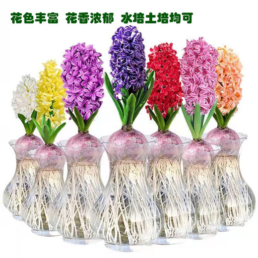 Imported hyacinth seed bulbs, large ball hydroponic office soil culture potted plants, winter cold-resistant flowering, easy to grow flowers for novices, blue pearls, circumference 16/17cm
