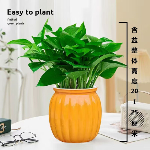 Pothos potted plants, formaldehyde-absorbing, air-purifying, hydroponic green plants, lazy flowers, easy to grow, moving gifts, best-selling 2 pots, Pothos + orange pumpkin pots self-absorbing, overall pot height 20-25cm