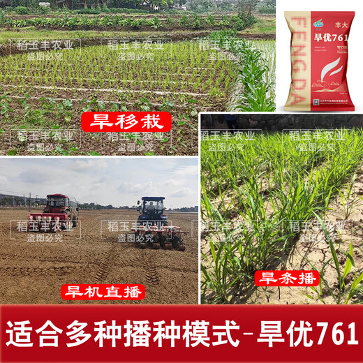 Dao Yufeng Agriculture Wassersparender dürreresistenter Reis Hanyou 761 Reissamen Spezieller hitzebeständiger Typ für Hochlandreis mit guter Wurzelsystementwicklung Hanyou 761 Hochlandreissamen 500 g 4 Beutel (kostenloses Reis-Geschenkpaket)
