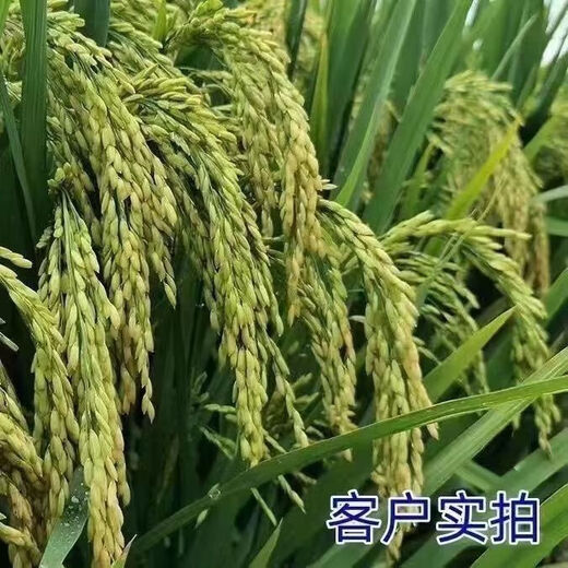 National standard phosphorus compound fertilizer for vegetables and fruit trees, general purpose for rice, wheat and corn, special fertilizer small bag, limited time promotion, high efficiency 100Jin Jin equal to 0.5kg/two bags, express delivery compound fertilizer