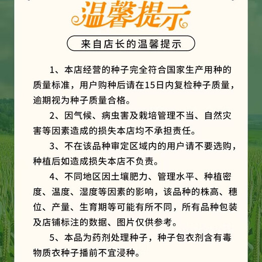 Zhangye, Gansu Wholesale high-yielding nationally approved Zhengdan 958 corn seeds, short stems, large sticks, lodging and pest resistance Zhengdan 958 nationally approved corn seeds 1Jin Jin equal to 0.5kg 1 bag