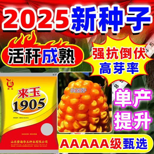 Wangyuanxing double-cob corn seeds, high-yielding, genuine short-stem, lodging-resistant, large-cob resistant to drought and floods, north and south genuine Academy of Agricultural Sciences corn seeds, five-purple and eight-resistance, high-yield, 4100 grains, single-seed high-yield model