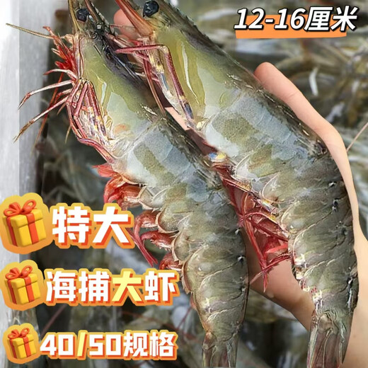 Jiang Qigong Fresh Sea-caught Extra Large White Shrimp Ecuadorian White Shrimp Frozen seafood kept fresh with ice Four Jin Jin is equal to 0.5 kg, packed Four Jin Jin is equal to 0.5 kg, packed large white shrimp 12-16 cm