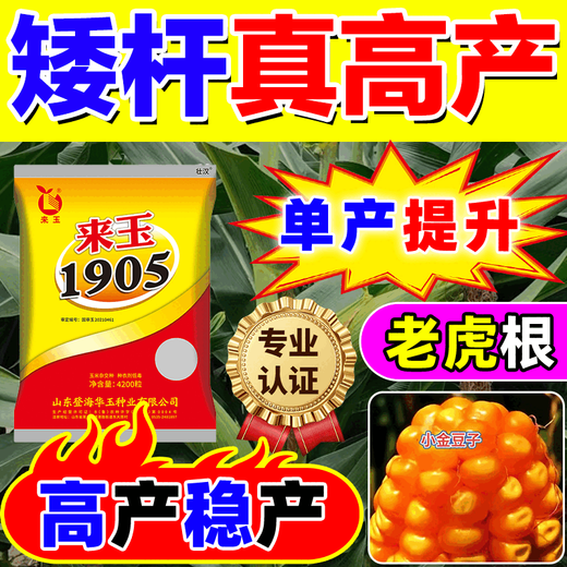 Wangyuanxing double-cob corn seeds, high-yielding, genuine short-stem, lodging-resistant, large-cob resistant to drought and floods, north and south genuine Academy of Agricultural Sciences corn seeds, five-purple and eight-resistance, high-yield, 4100 grains, single-seed high-yield model