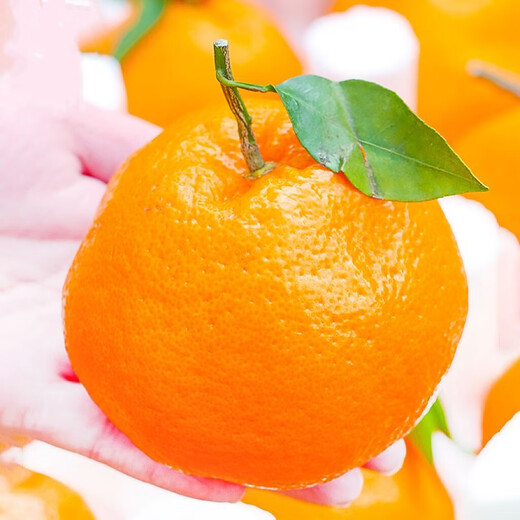 酸甜云南新鲜青橘孕妇青皮当季无籽橘子桔子薄皮水果多汁一整箱 带箱1斤50-60mm