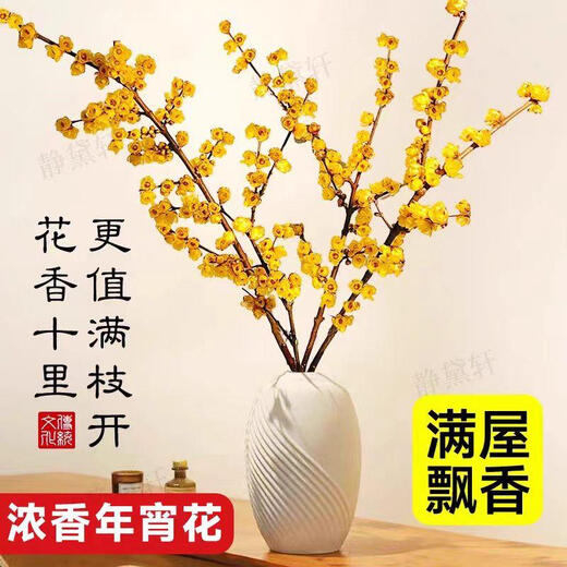 Wintersweet fresh cut flower Australian snow willow hydroponic plant indoor living room desktop New Year's Eve flower potted plant shipped with buds selected wintersweet branches 40-50 cm 4 branches + nutrient solution
