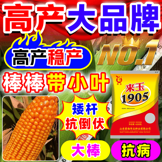 Wangyuanxing double-cob corn seeds, high-yielding, genuine short-stem, lodging-resistant, large-cob resistant to drought and floods, north and south genuine Academy of Agricultural Sciences corn seeds, five-purple and eight-resistance, high-yield, 4100 grains, single-seed high-yield model