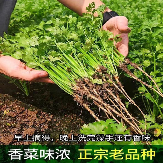 Four-season sowing of big-leaf coriander seeds, old farm varieties of coriander seeds, four-season balcony potted ground coriander seeds, coriander seeds, 3 packs, about 1500 pieces, original factory packaging