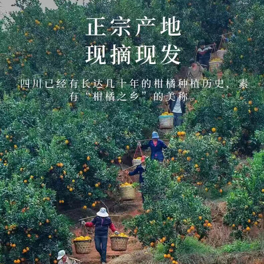 Xuji-Mandarine Authentische Sichuan-Chunjian-Mandarine Hässliche Orange Frisches Obst Schwangere Frauen Süße Orange Orange Neujahrsfest 5Jin Jin entspricht 0,5 kg Süße Frucht Einzelne Frucht 80-90 mm Nettogewicht 4,5 Jin Jin entspricht 0,5 kg