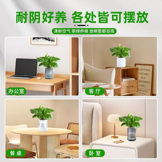 Pothos potted plants, formaldehyde-absorbing, air-purifying, hydroponic green plants, lazy flowers, easy to grow, moving gifts, best-selling 2 pots, Pothos + orange pumpkin pots self-absorbing, overall pot height 20-25cm