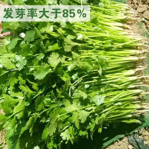 Four-season sowing of big-leaf coriander seeds, old farm varieties of coriander seeds, four-season balcony potted ground coriander seeds, coriander seeds, 3 packs, about 1500 pieces, original factory packaging