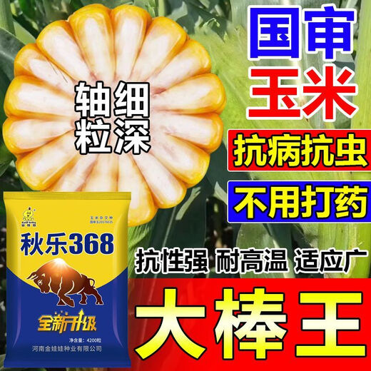 Nationally approved Qiule 368 corn seeds, ultra-dwarf, large sticks, high yield, lodging resistance, disease resistance, drought resistance, original hybrid, wide adaptability, tolerance to dense planting, resistance to lodging, resistance to high temperature, 4200 grains per bag, multiple items (++)