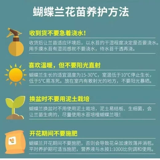 New Year's Eve Flower Phalaenopsis Indoor Flowers Potted Green Plants Living Room Blooms All Seasons Spring Festival New Year Decoration New Year Orchids Pink 3-Sword Phalaenopsis Random Varieties Nordic Pots