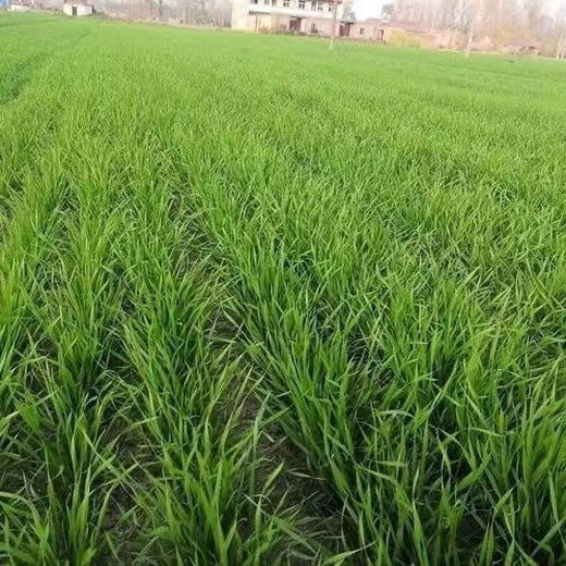 National standard phosphorus compound fertilizer for vegetables and fruit trees, general purpose for rice, wheat and corn, special fertilizer small bag, limited time promotion, high efficiency 100Jin Jin equal to 0.5kg/two bags, express delivery compound fertilizer