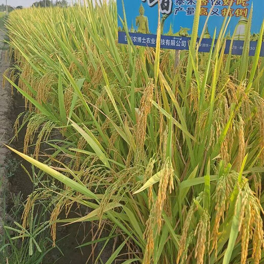 Original new species of Taixiang Youjiazhen, large spike fragrant rice, Thai fragrant rice with strong fragrance, long grain fragrant new rice seeds, new species of Taixiang Youjiazhen, 1Jin Jin is equal to 0.5kg *5 bags, original factory
