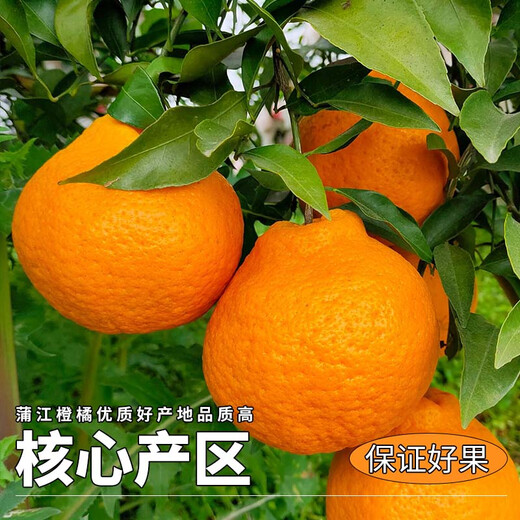 Xuji-Mandarine Authentische Sichuan-Chunjian-Mandarine Hässliche Orange Frisches Obst Schwangere Frauen Süße Orange Orange Neujahrsfest 5Jin Jin entspricht 0,5 kg Süße Frucht Einzelne Frucht 80-90 mm Nettogewicht 4,5 Jin Jin entspricht 0,5 kg