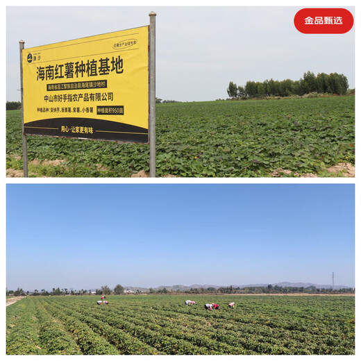 Jingdida Hainan Kastanien-Süßkartoffel, kandierte Süßkartoffel, Nettogewicht 4,5 Jin Jin entspricht 0,5 kg (3–8 Taels/Stück), direkt von der Quelle