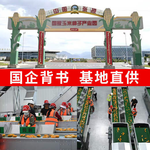 Zhangye, Gansu Wholesale high-yielding nationally approved Zhengdan 958 corn seeds, short stems, large sticks, lodging and pest resistance Zhengdan 958 nationally approved corn seeds 1Jin Jin equal to 0.5kg 1 bag