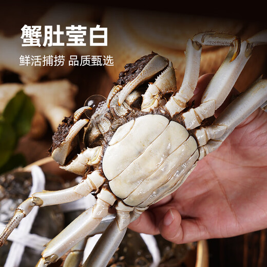 Live crabs, fresh hairy crabs from Xianjing, 3.5 taels of whole female crabs, 4 pairs of 8 pieces, full weight without rope, crabs, river crabs, fresh gift box