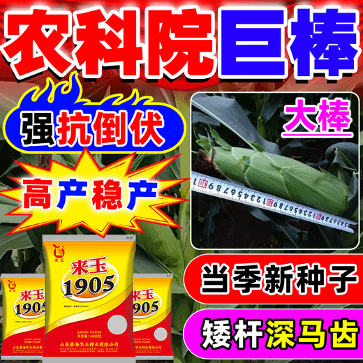 Wangyuanxing double-cob corn seeds, high-yielding, genuine short-stem, lodging-resistant, large-cob resistant to drought and floods, north and south genuine Academy of Agricultural Sciences corn seeds, five-purple and eight-resistance, high-yield, 4100 grains, single-seed high-yield model