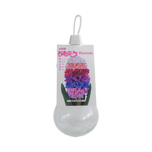 Waiting for the flowers to bloom, hyacinth hydroponic bulbs with bottle in random colors, 1 piece