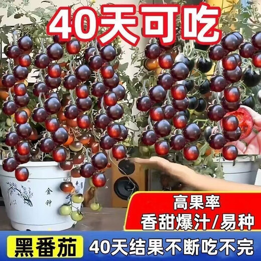 Sugar water black pearl black tomato seeds black persimmon small tomato seeds cherry tomatoes balcony potted fruit and vegetable seeds black gem tomato seeds 500 capsules/5 packs + fertilizer new seeds of the year