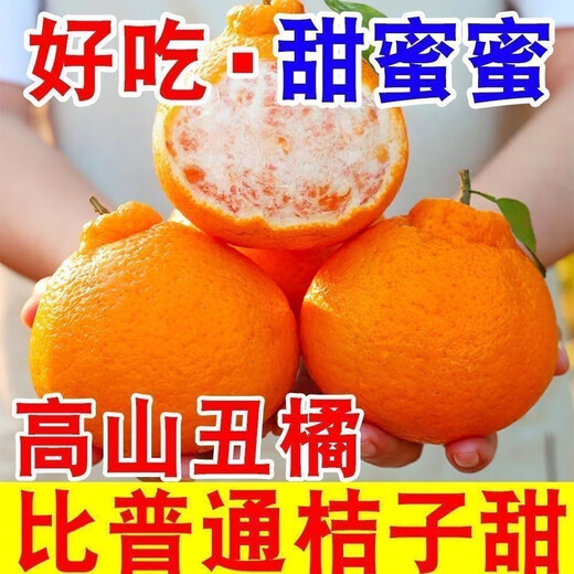 Echte Sichuan Shiranui Ugly Orange, frische Früchte der Saison, gepflückt, volle Box mit Box 10Jin Jin entspricht 0,5 kg