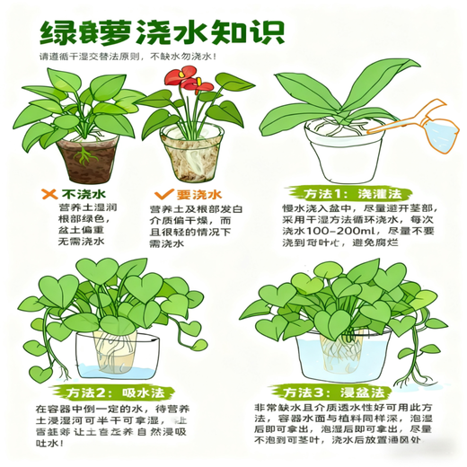 Pothos potted plants, formaldehyde-absorbing, air-purifying, hydroponic green plants, lazy flowers, easy to grow, moving gifts, best-selling 2 pots, Pothos + orange pumpkin pots self-absorbing, overall pot height 20-25cm