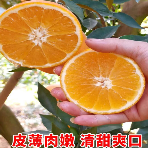 Jiangman Frische Gannan Navel-Orange direkt von der Quelle Frische süße Orangenfrüchte der Saison für schwangere Frauen Handgeschälte frische Orange 10Jin Jin entspricht 0,5 kg Von alten Bauern handgepflückt 80 mm (inklusive) - 85 mm (exklusiv) 9Jin Jin entspricht 0,5 kg