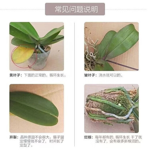 New Year's Eve Flower Phalaenopsis Indoor Flowers Potted Green Plants Living Room Blooms All Seasons Spring Festival New Year Decoration New Year Orchids Pink 3-Sword Phalaenopsis Random Varieties Nordic Pots