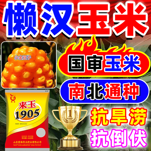 Wangyuanxing double-cob corn seeds, high-yielding, genuine short-stem, lodging-resistant, large-cob resistant to drought and floods, north and south genuine Academy of Agricultural Sciences corn seeds, five-purple and eight-resistance, high-yield, 4100 grains, single-seed high-yield model