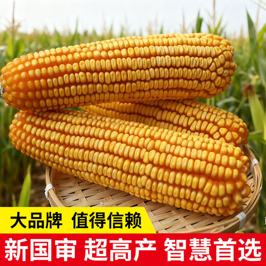 Zhangye, Gansu Wholesale high-yielding nationally approved Zhengdan 958 corn seeds, short stems, large sticks, lodging and pest resistance Zhengdan 958 nationally approved corn seeds 1Jin Jin equal to 0.5kg 1 bag