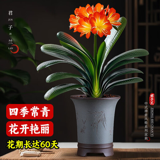 Large pot of Clivia potted plant, rare and national treasure-level flower seedlings, green plant, round-headed monk, indoor living room, easy to grow in all seasons. Large seedlings bloom in the same year. 12-14 leaves + soil. Free fertilizer.