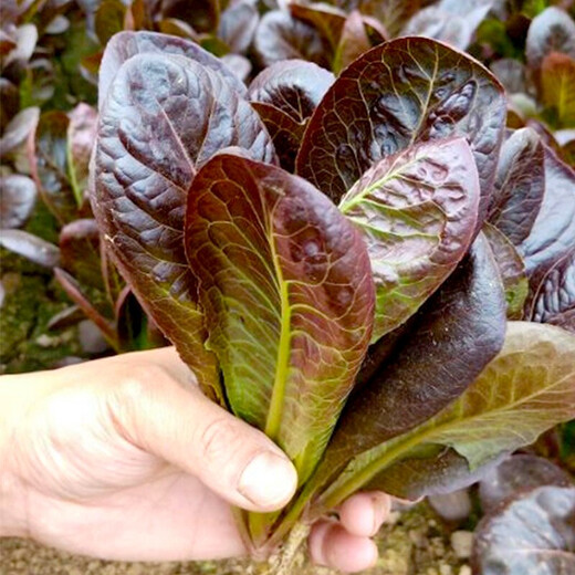 Shouhe Rapeseed Seeds Purple Easy Sowing Home Balcony Spring and Winter Sowing Vegetables Four Seasons Planting Guangdong Field Coffee Fragrant Seeds 1000 capsules/bag