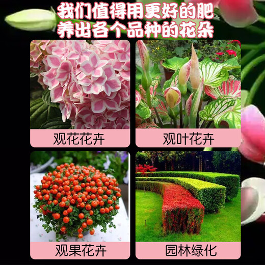 Genuine fast flowering powder phosphorus fertilizer for flower cultivation, bougainvillea, camellia potted plants, general flowering promotion, gardening home use, fast flowering powder 250g/2 bottles (free spoon)