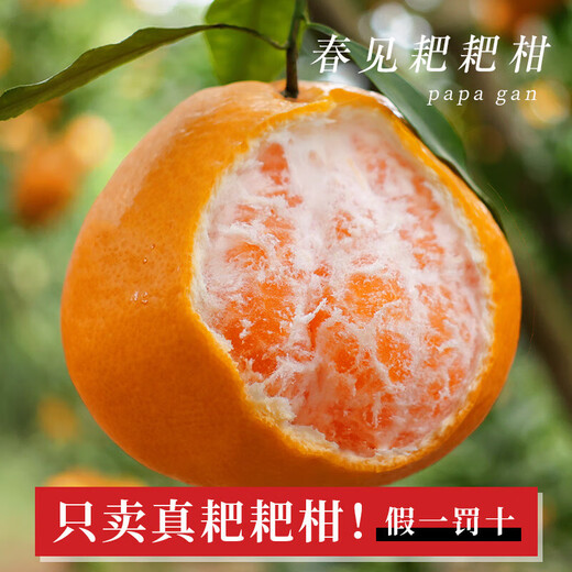 Xuji-Mandarine Authentische Sichuan-Chunjian-Mandarine Hässliche Orange Frisches Obst Schwangere Frauen Süße Orange Orange Neujahrsfest 5Jin Jin entspricht 0,5 kg Süße Frucht Einzelne Frucht 80-90 mm Nettogewicht 4,5 Jin Jin entspricht 0,5 kg