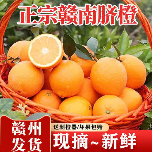 Jiangman Frische Gannan Navel-Orange direkt von der Quelle Frische süße Orangenfrüchte der Saison für schwangere Frauen Handgeschälte frische Orange 10Jin Jin entspricht 0,5 kg Von alten Bauern handgepflückt 80 mm (inklusive) - 85 mm (exklusiv) 9Jin Jin entspricht 0,5 kg