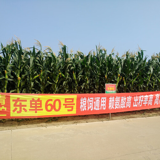 Непосредственно из штаб-квартиры Fuyou, Dongdan 60 видов кукурузы, двойное национальное одобрение, редкая посадка, сорт большой палки, устойчивый к полеганию, весенний посев зерна и корма, универсальный 2,5 кг.