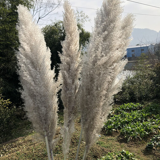 Large reed dried flower pampas grass decoration wedding pampas grass wholesale natural temu Xiyin ozon brown small reed 1