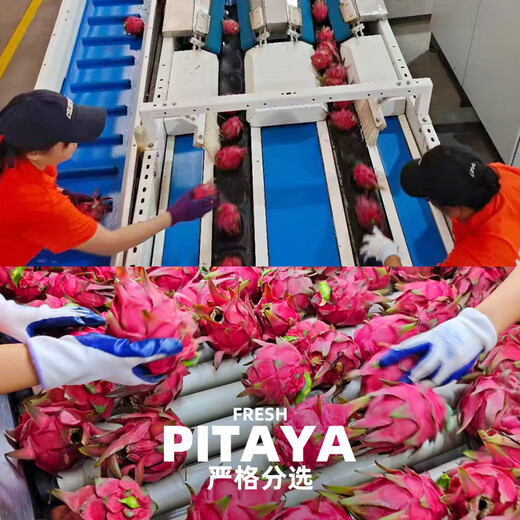 Jingxian Raw Guangxi Red Heart Pitaya Net Weight 4.5Jin Jin is equal to 0.5kg. Single fruit starts from 300g. Fresh Fruit Straight from the Source