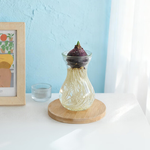 Waiting for the flowers to bloom, hyacinth hydroponic bulbs with bottle in random colors, 1 piece